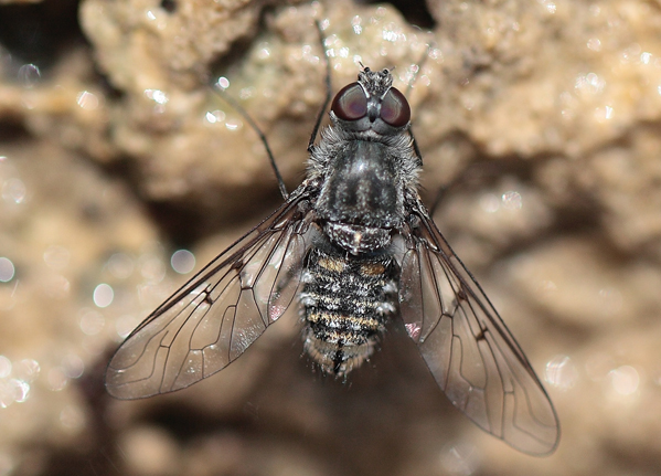 Anthrax binotatus (Bombyliidae)